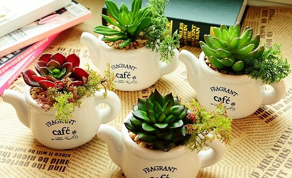 Bí quyết để có chậu cây để bàn đẹp