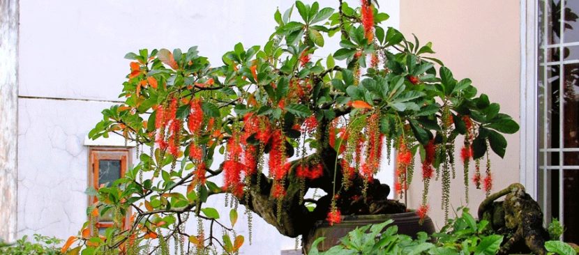 Cách tạo rễ buông và rải vụ cho hoa lộc vừng