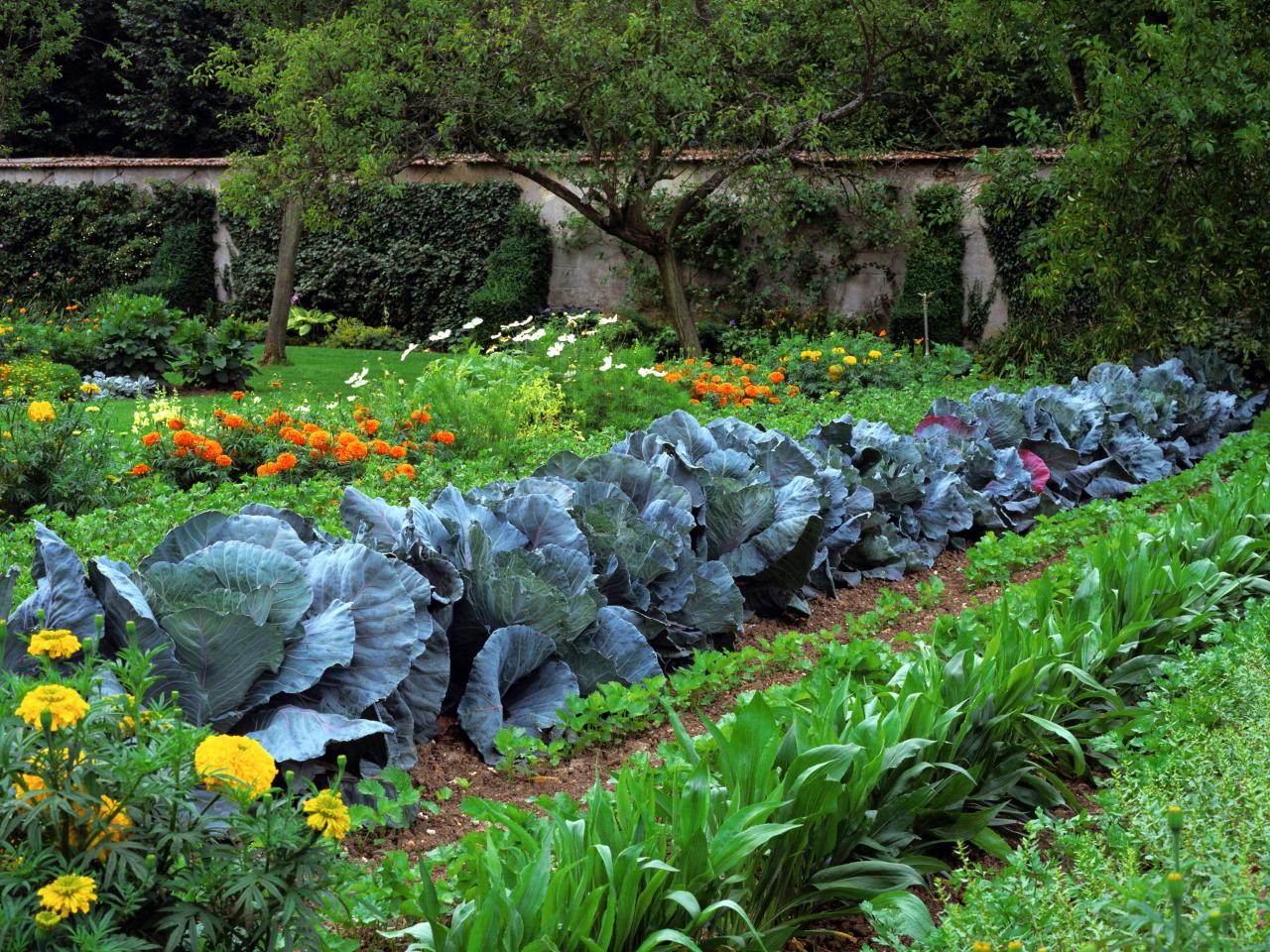 Mẹo làm vườn hữu ích cho người thích trồng rau