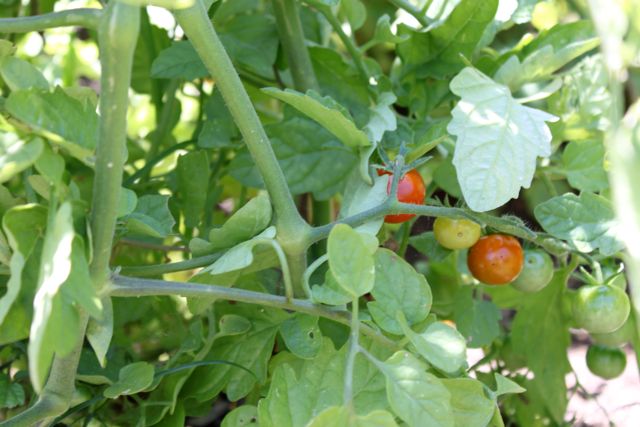 Sai lầm thường mắc phải khi trồng cà chua