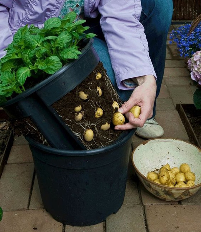 Tuyệt chiêu trồng khoai tây bội thu cho nhà phố