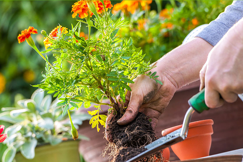 Bí quyết trồng và chăm sóc cây cảnh để bàn
