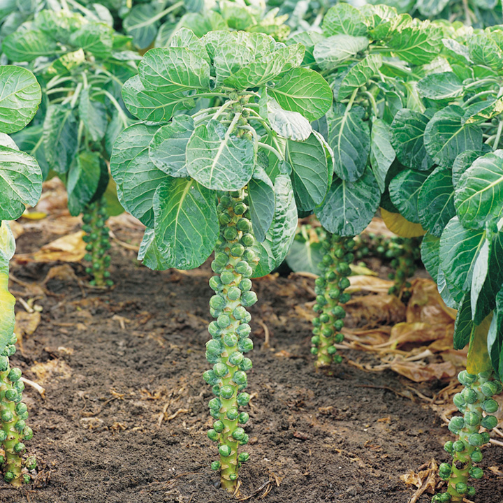 Học cách trồng bắp cải tí hon giàu dinh dưỡng