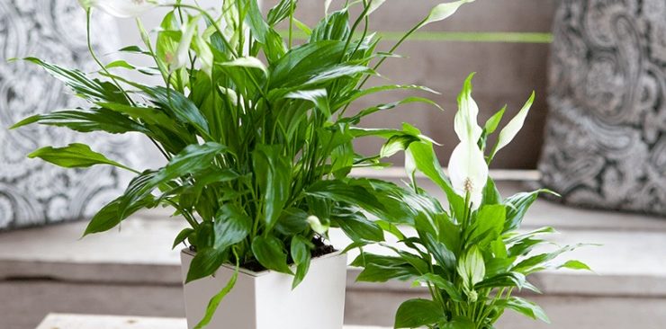 Hướng dẫn cách trồng cây lan ý