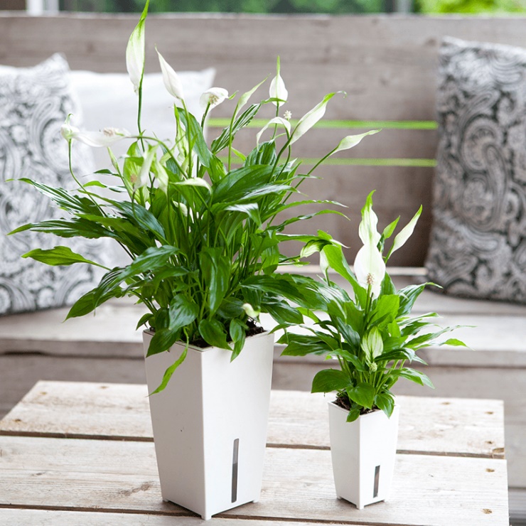 Hướng dẫn cách trồng cây lan ý