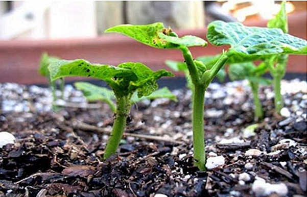 Hướng dẫn cách trồng đậu đũa