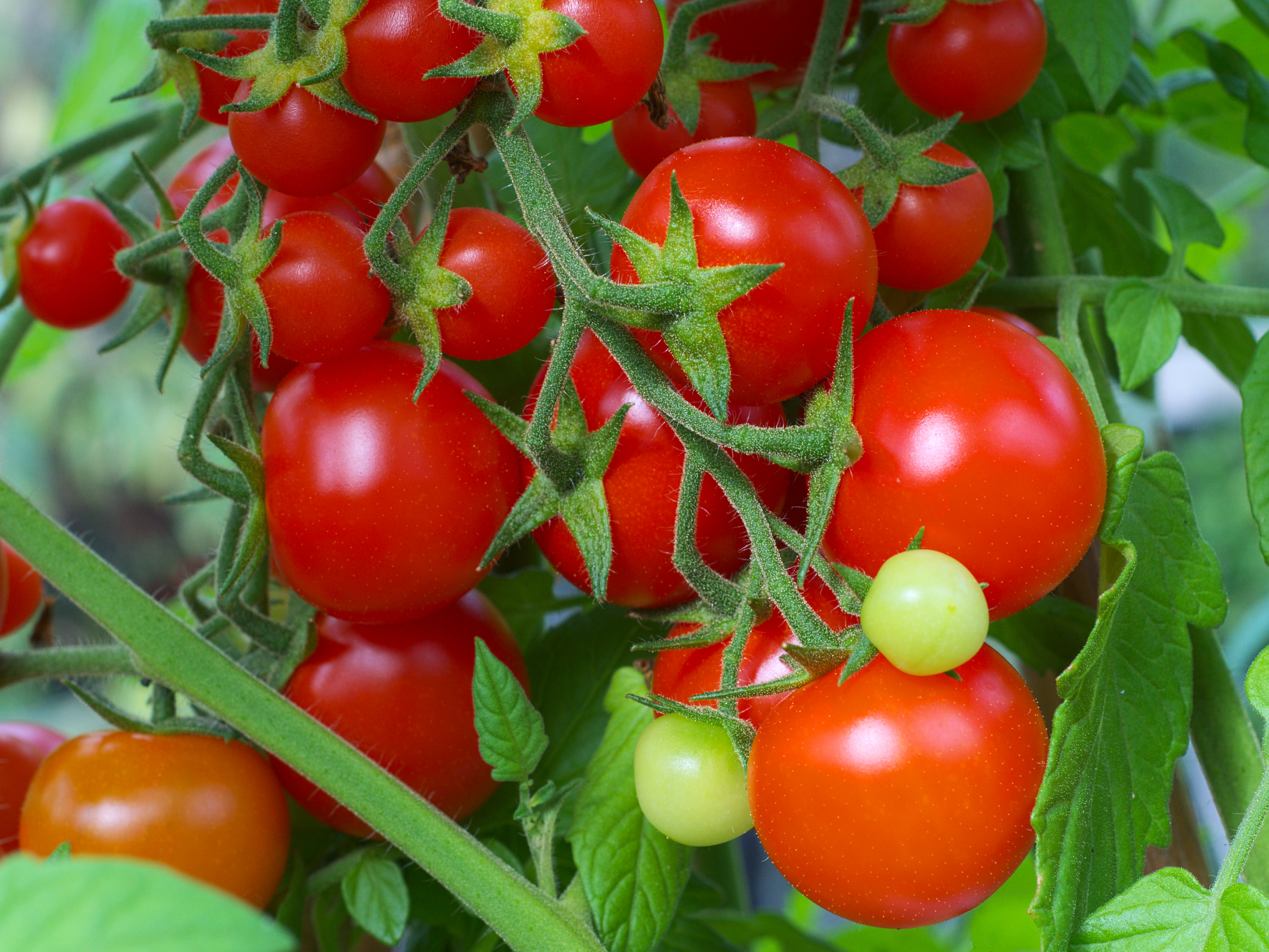 7 cách làm giàn cà chua đơn giản