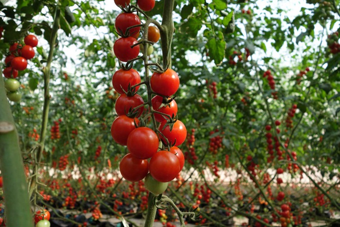 7 cách làm giàn cà chua đơn giản