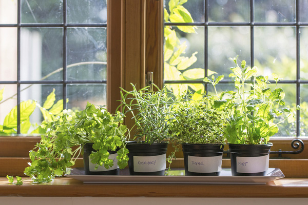 Bí quyết trồng rau sạch giúp nhà chật tiết kiệm diện tích