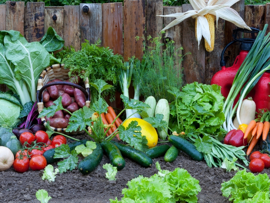 Tự trồng 6 loại rau củ sạch năng suất cao