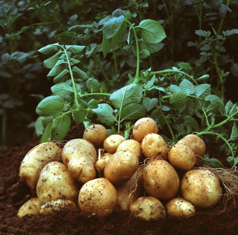 Tự trồng 6 loại rau củ sạch năng suất cao