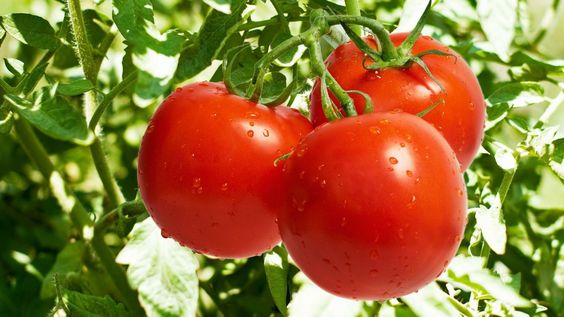 Mẹo trồng cà chua