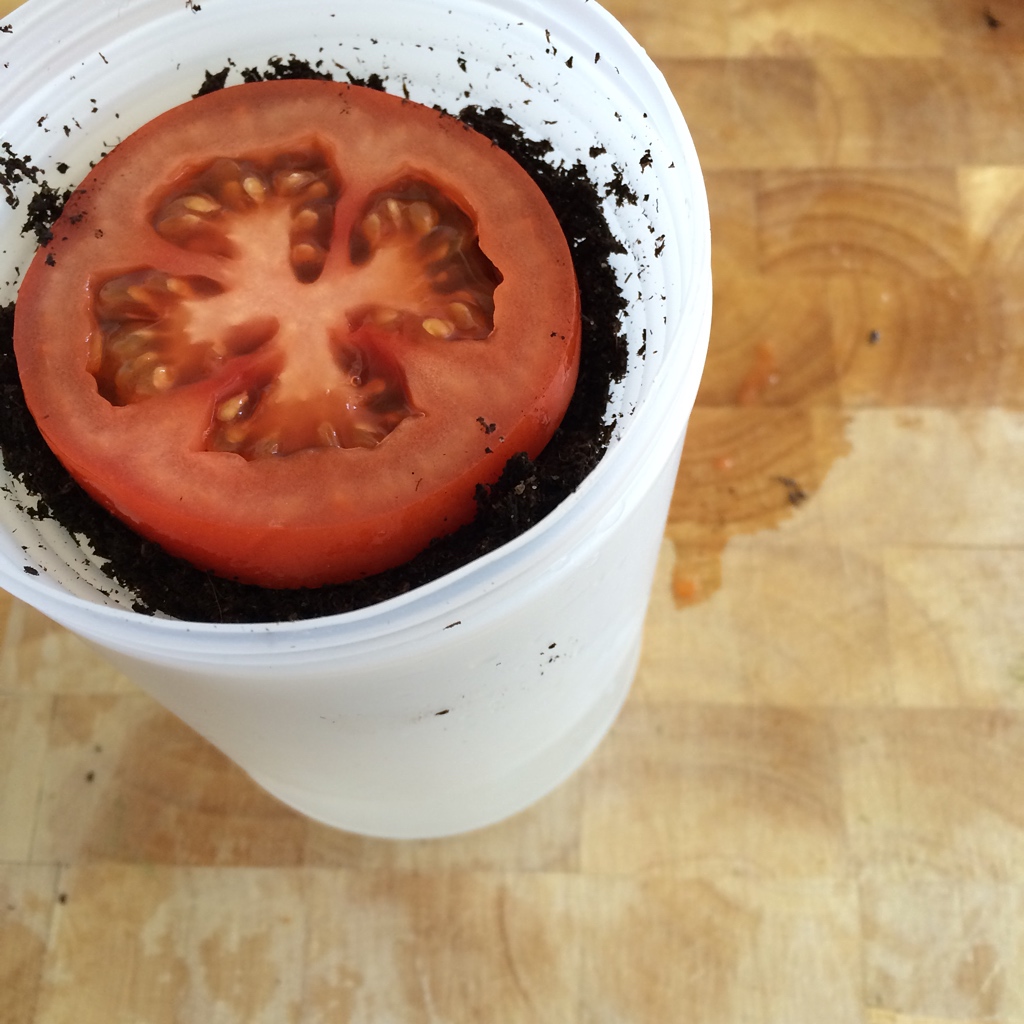 Tuyệt chiêu trồng cà chua thái lát độc đáo