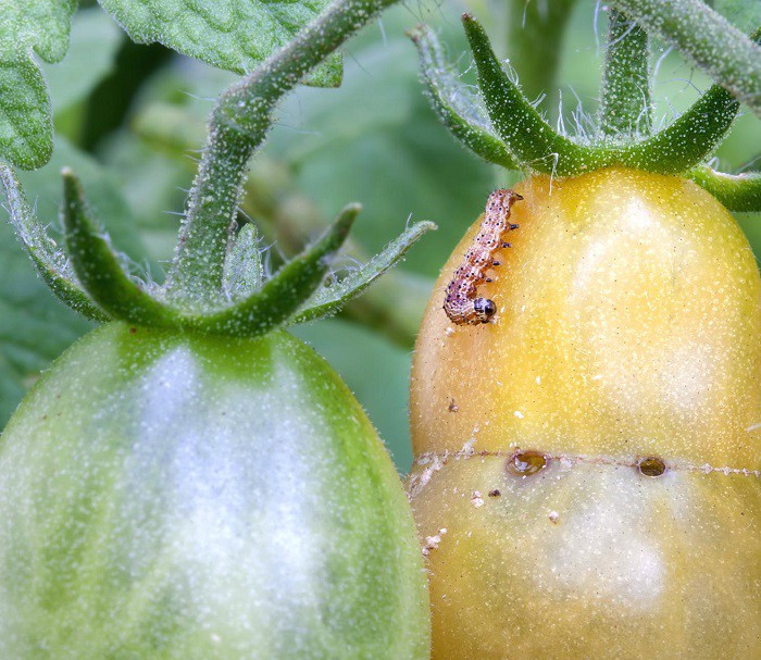 Mẹo trồng cà chua