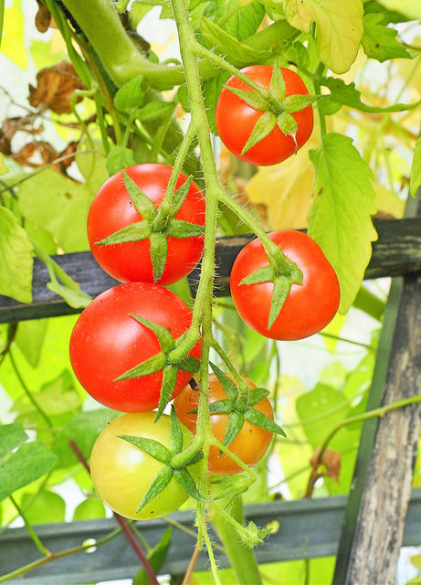Bật mí cách trồng cà chua leo giàn