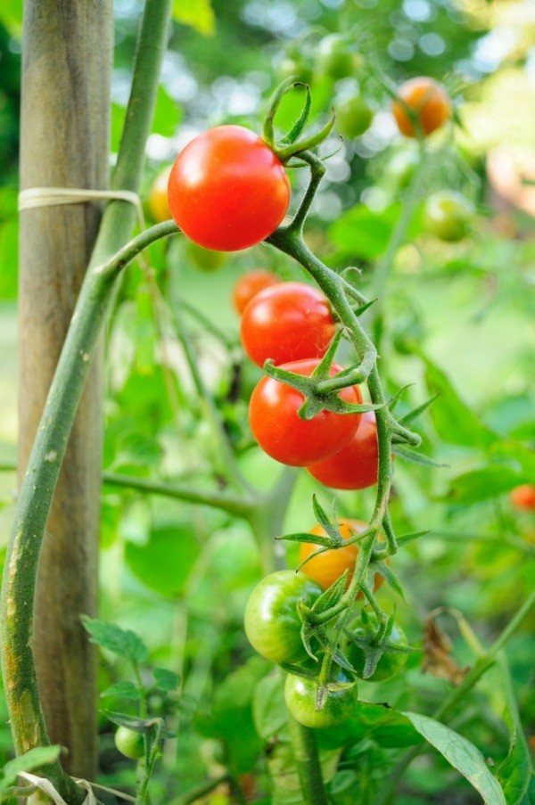 Bật mí cách trồng cà chua leo giàn