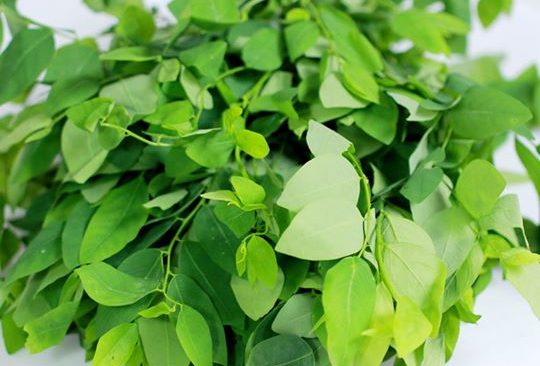 Bí quyết trồng rau ngót chữa mồ hôi trộm táo bón cho bé