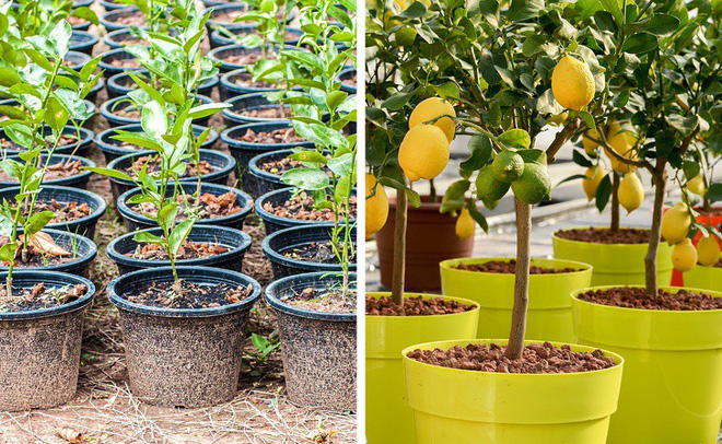 Bí kíp trồng 8 loại cây ăn quả từ hạt cực đơn giản