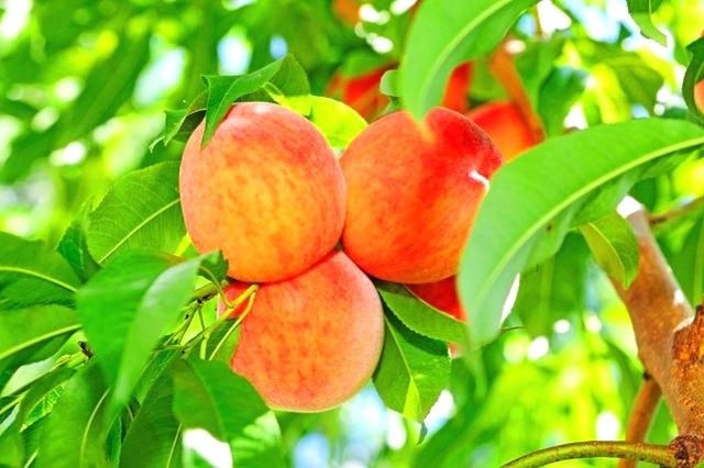 Bí kíp trồng 8 loại cây ăn quả từ hạt cực đơn giản