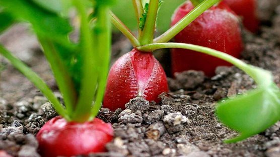 Cách trồng củ cải đỏ đít trắng mini