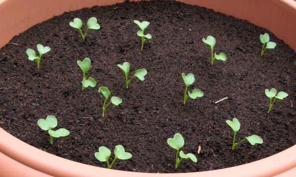 Cách trồng củ cải đỏ đít trắng mini