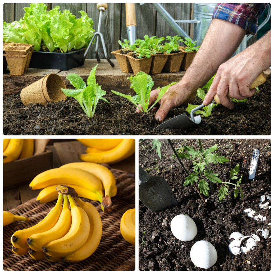 Mẹo làm vườn từ chuối và trứng hỏng cung cấp dinh dưỡng