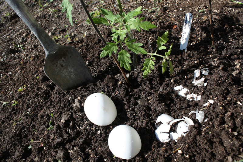 Mẹo làm vườn từ chuối và trứng thối cung cấp dinh dưỡng
