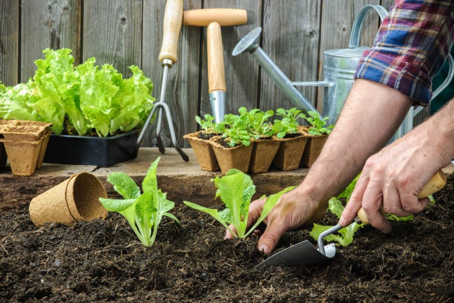 Tuyệt chiêu tự làm phân bón từ đồ bỏ đi
