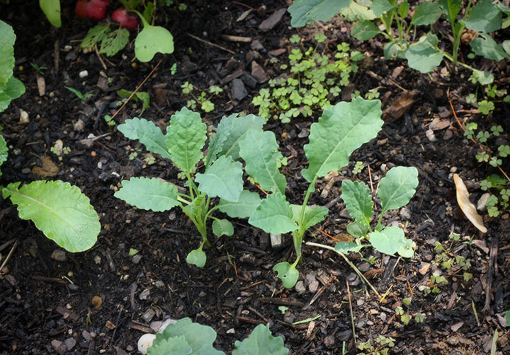 Bí kíp trồng củ cải mini trắng vỏ đỏ lòng