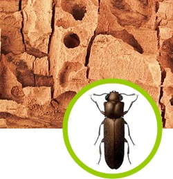 Mẹo sử dụng đồ gỗ tránh mối mọt