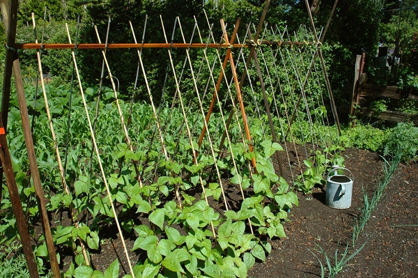 Bí quyết trồng đậu cô ve đơn giản tại nhà