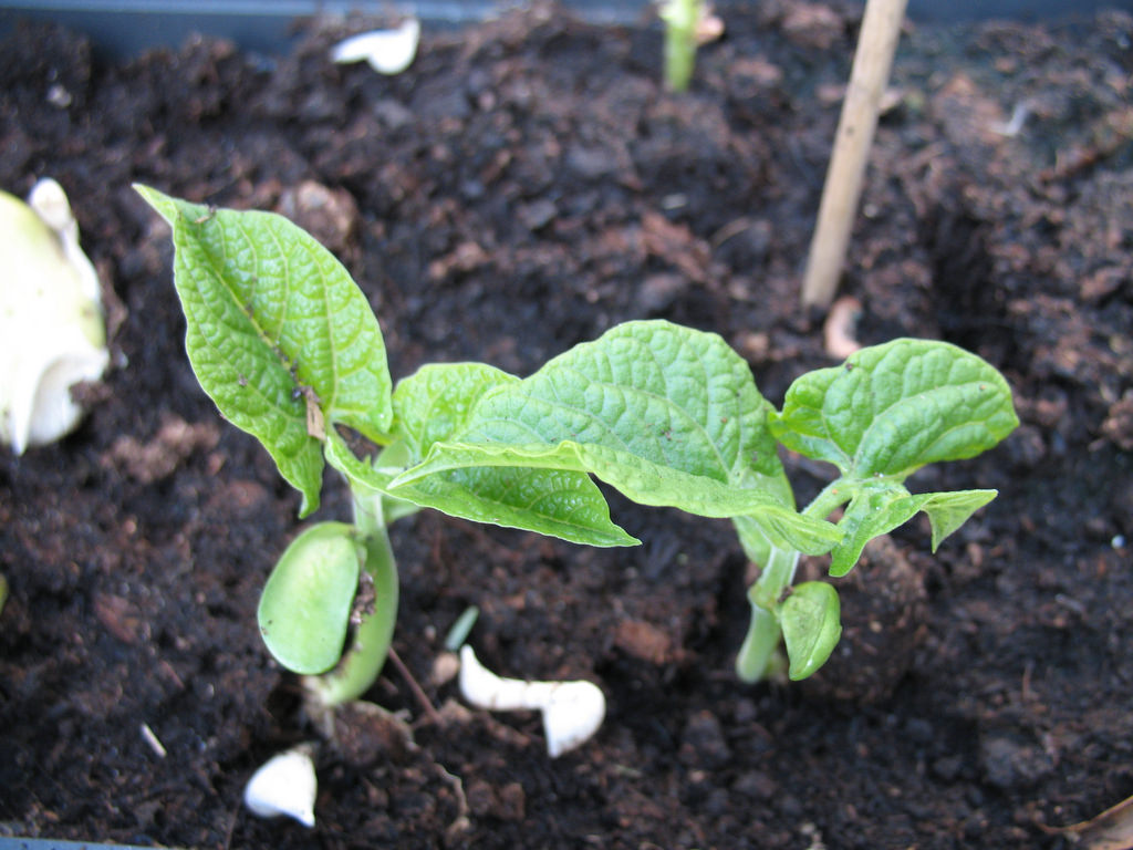 Bí quyết trồng đậu cô ve đơn giản tại nhà