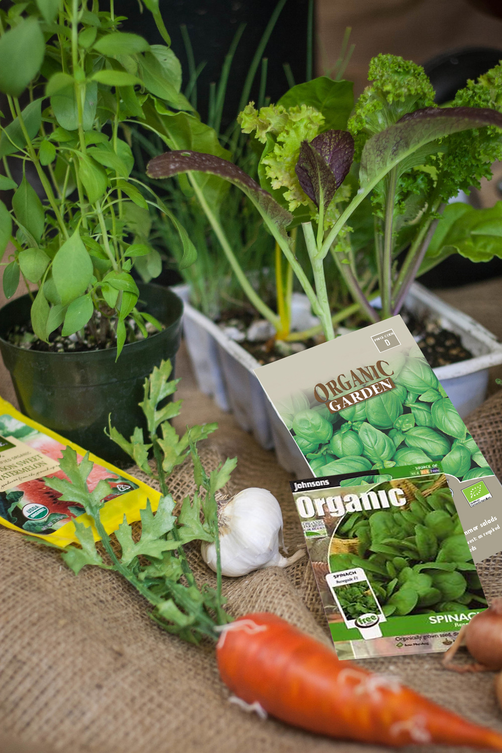 Học ngay các bước trồng rau hữu tại nhà đảm bảo an toàn