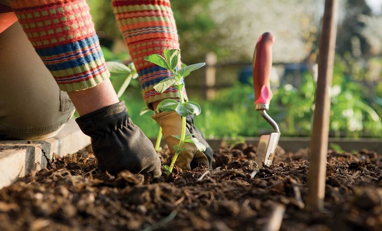 Học ngay các bước trồng rau hữu tại nhà đảm bảo an toàn