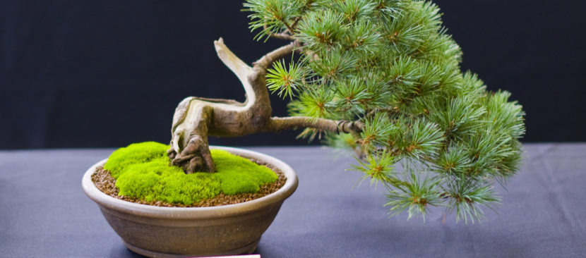 Khám phá 4 loại cây cảnh để bàn vừa đẹp lại dễ chăm sóc