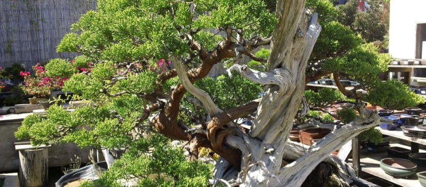 Bí kíp đảo cành lấy chi bonsai nghệ thuật