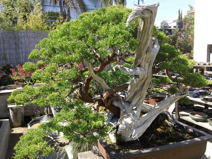 Bí kíp đảo cành lấy chi bonsai nghệ thuật