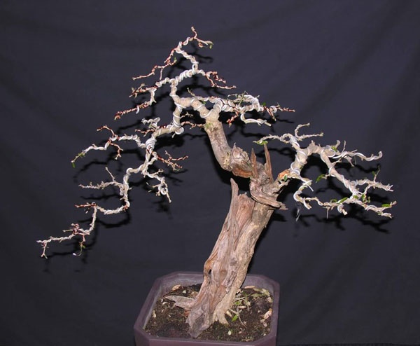 Bí quyết chuyển cành để có được nghệ thuật bonsai