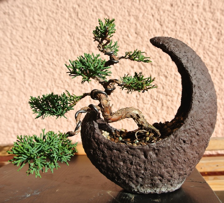 Bí kíp đảo cành lấy chi bonsai nghệ thuật
