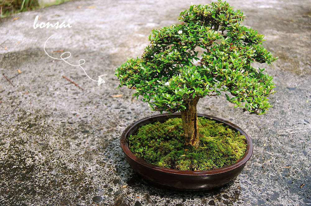 Bí quyết chuyển cành để có được nghệ thuật bonsai
