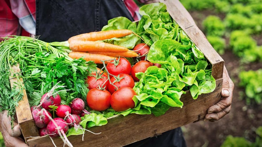 Bật mí cách phân biệt rau sạch và rau hữu cơ
