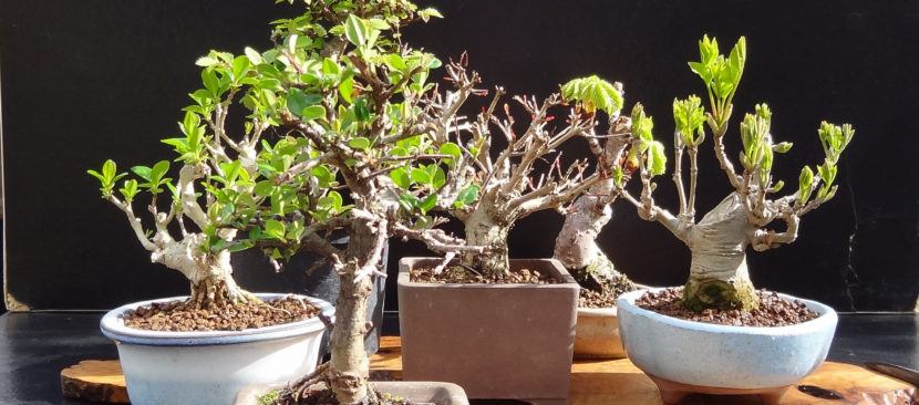 Khám phá bố cục chậu bonsai đẹp tỷ lệ đủ tiêu chuẩn