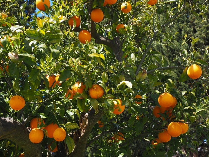Hướng dẫn cách trồng cam sành bonsai chơi Tết