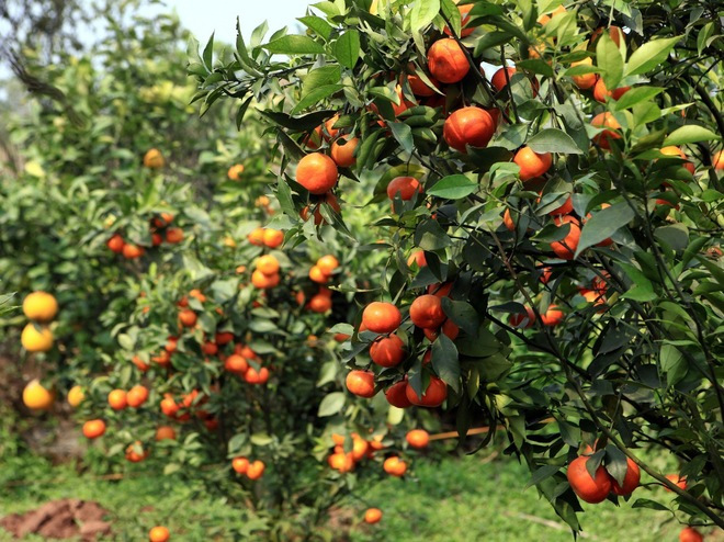 Hướng dẫn cách trồng cam sành bonsai chơi tết