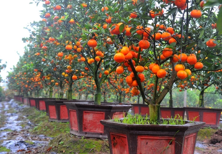 Hướng dẫn cách trồng cam canh bonsai chơi Tết