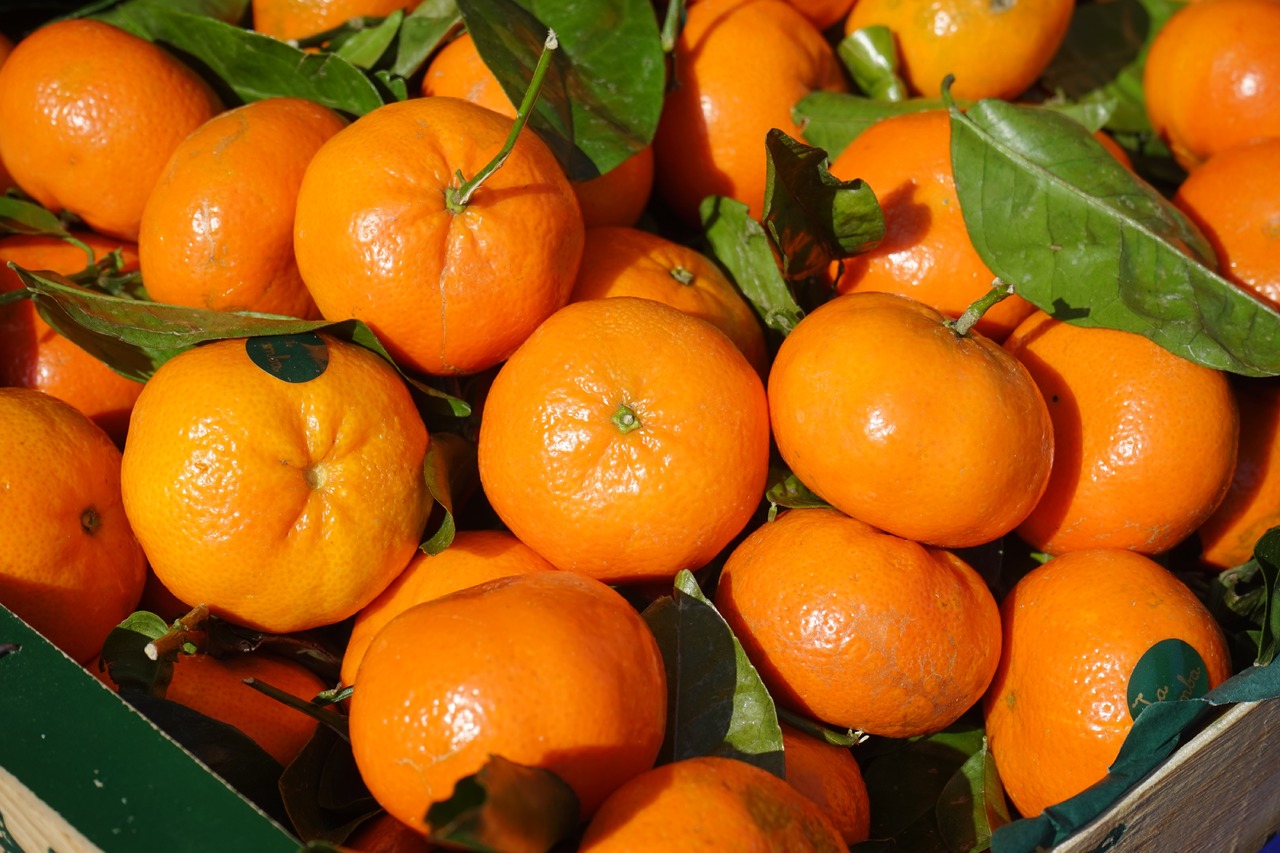 Hướng dẫn cách trồng cam canh bonsai chơi Tết
