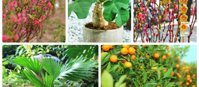 Top các loại cây cảnh ngày tết