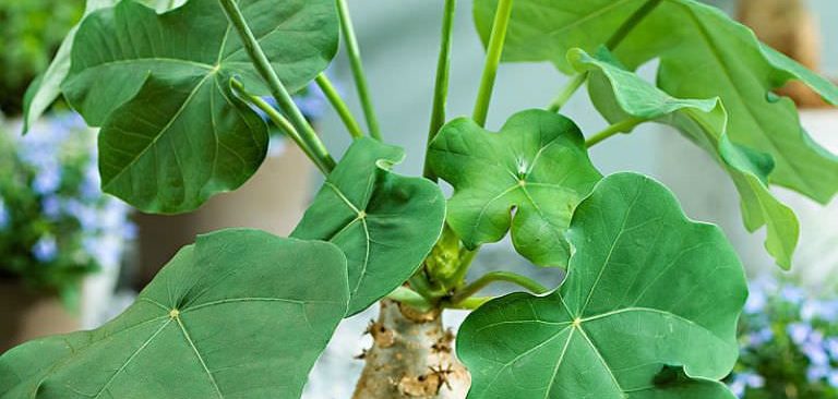 Cách trồng cây ngô đồng cảnh ngày tết