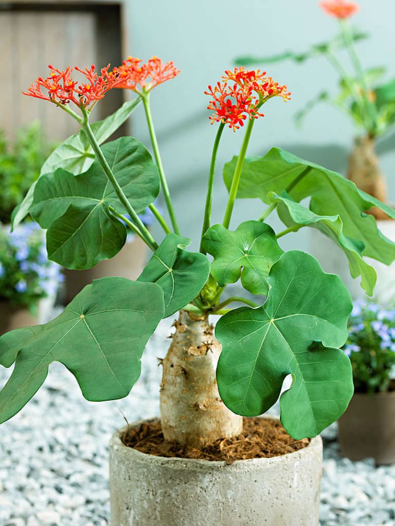 Cách trồng cây ngô đồng cảnh ngày tết