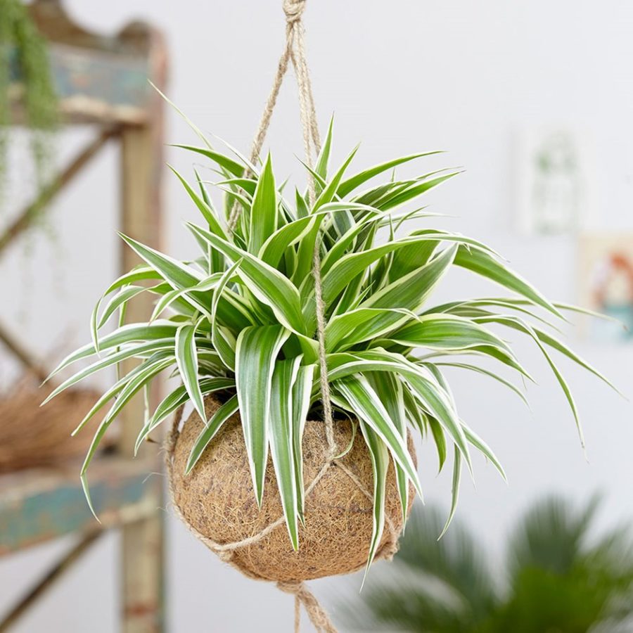 Tuyệt chiêu chăm sóc cây dây nhện thanh lọc không khí